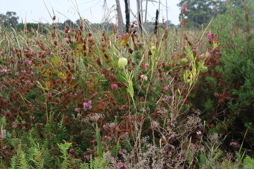 Erica verticillata, photograph 3