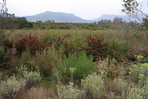Whorled Heath (Erica verticillata)