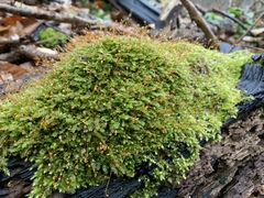 Rhynchostegium serrulatum