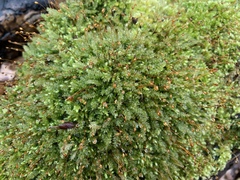 Rhynchostegium serrulatum