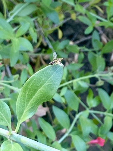 Unknown species found near Natural History Museum Los Angeles County, Los Angeles, CA, US