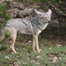 African Wolf - Photo (c) Nik Borrow, some rights reserved (CC BY-NC), uploaded by Nik Borrow