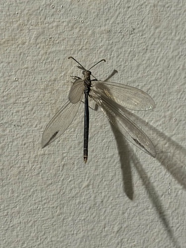 Distoleon bistrigatus observed 2026-03-18