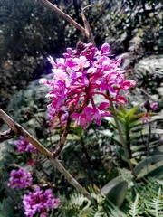 Epidendrum arachnoglossum