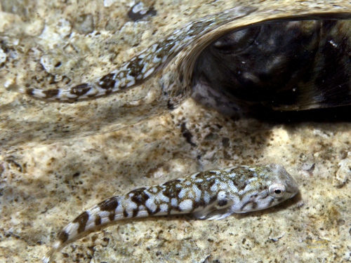 Rock clingfish (Tomicodon rupestris) — Gobiesocidae — 3