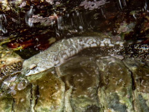Rock clingfish (Tomicodon rupestris) — Gobiesocidae