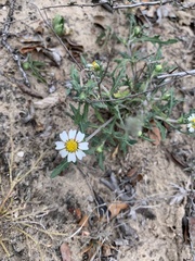 Melampodium cinereum