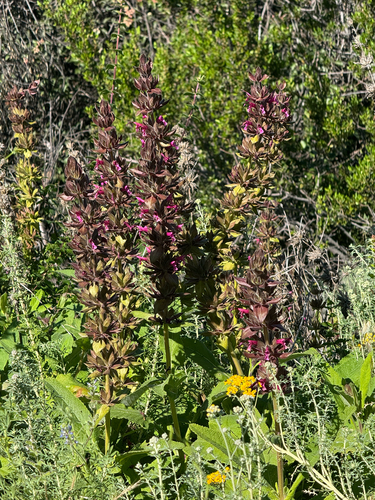 Salvia spathacea