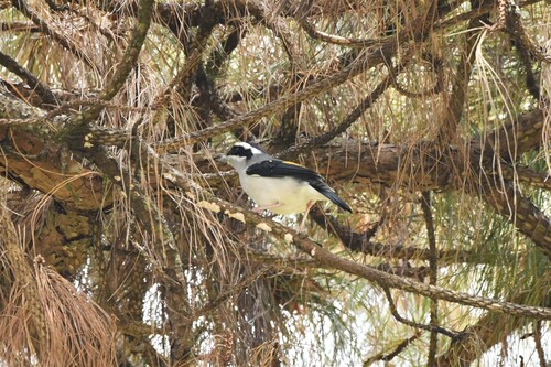 White-browed Shrike-babbler (Pteruthius aeralatus), photo 6