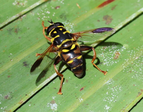 Unknown species found near Christmas, FL 32709, USA