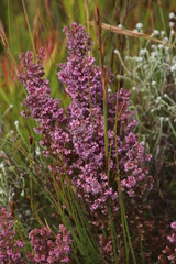 Erica williamsiorum