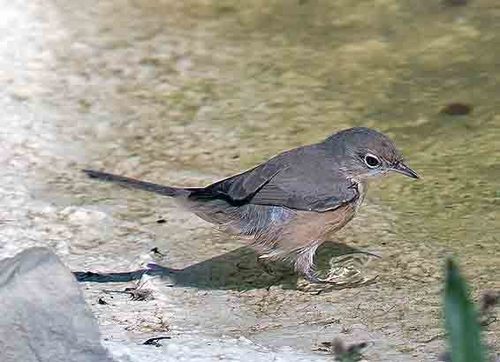 Moltoni's Warbler, photo 7 of 7