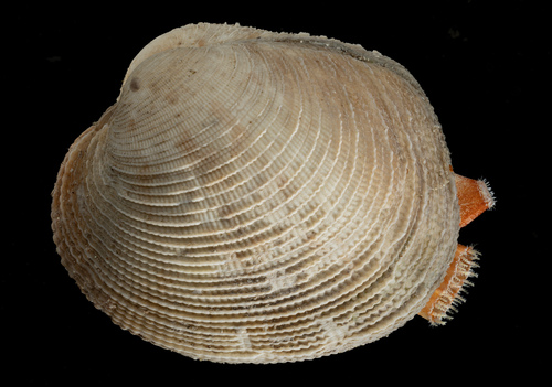 Periglypta listeri observed 2026-03-20