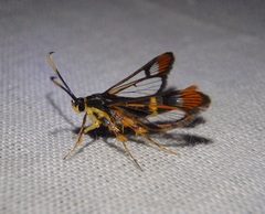 Synanthedon richardsi