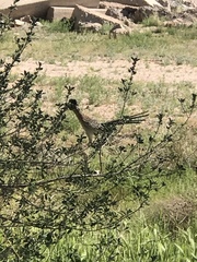 Geococcyx californianus