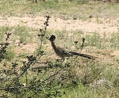 Geococcyx californianus