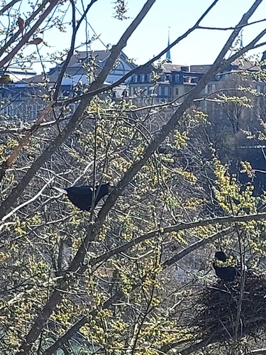 Krähen & Raben