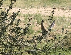 Geococcyx californianus