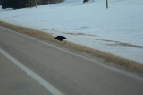 Common Raven
