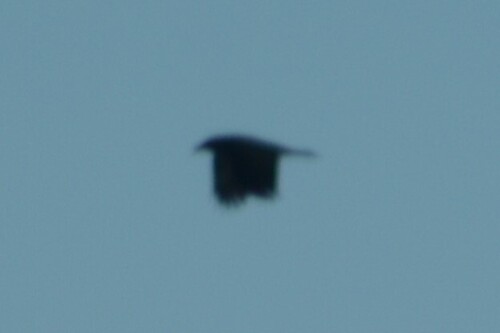 Common Raven