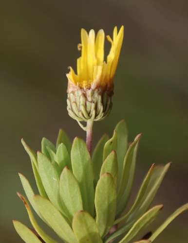 Image of Ursinia eckloniana by (c) Tony Rebelo, some rights reserved (CC BY-SA)