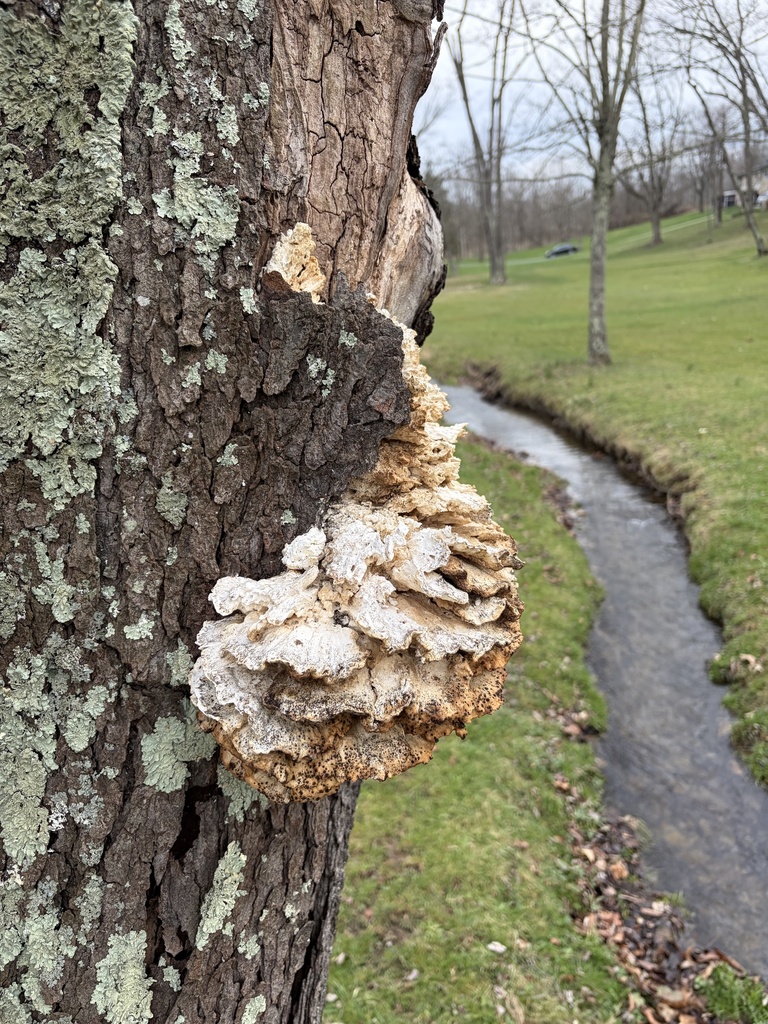 Laetiporus sulphureus · March 2026 · photo: © julietrav24 (iNaturalist, cc-by)