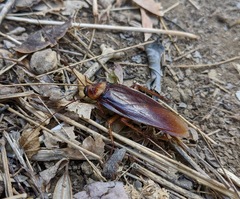 Periplaneta americana