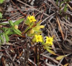 Gnidia juniperifolia