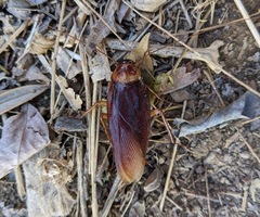 Periplaneta americana