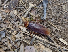 Periplaneta americana