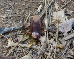 Periplaneta americana