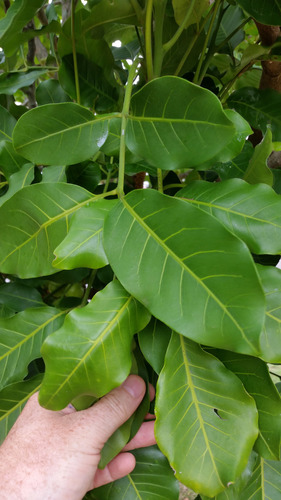 Didymocheton spectabilis, photograph 4