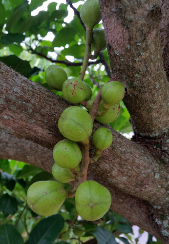 Didymocheton spectabilis, photograph 5