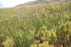 Elegia hookeriana