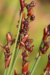 Elegia hookeriana