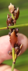 Elegia hookeriana
