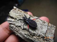 Microtomus purcis