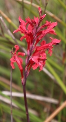 Tritoniopsis pulchra