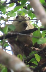 Prehensile-Tailed Hutia photo 2