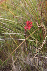 Tritoniopsis pulchra