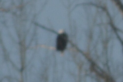 Bald Eagle