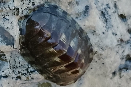 Chiton marmoratus