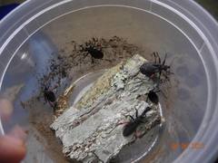 Microtomus purcis