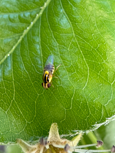 Unknown species found near Woodcreek Oaks Blvd, Roseville, CA, US