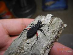 Microtomus purcis