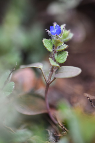 trilobed speedwell (Veronica triloba)