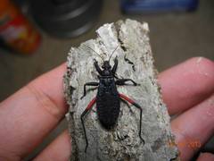 Microtomus purcis