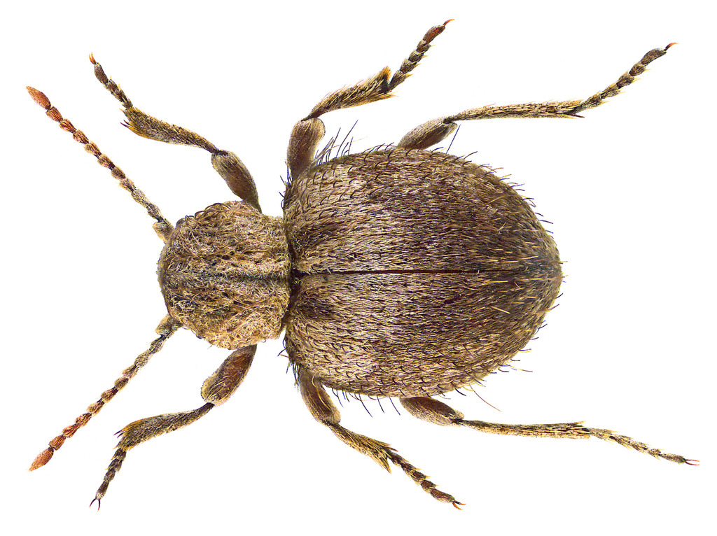 Trigonogenius globosus