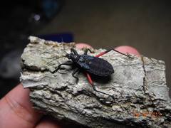 Microtomus purcis