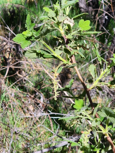 White-flowering Currant (Ribes indecorum)